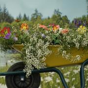 Wheelbarrow flower planter Image: Pixabay