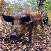 National Trust has asked people not to pet the pigs as they return to Purbeck.