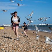 During the breeding season, gulls have launched attacks on people, says BPCA.