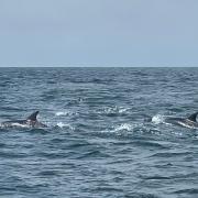 Whilst on a commercial trip along the Dorset coast, a group of visitors on the boat ‘Trident’ were treated to a rare sight of playful dolphins.