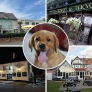 There are plenty of watering holes across Dorset that will open their arms to four-legged friends, and here is a list of just some you can find in the county.
