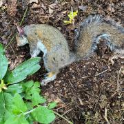 Dead squirrel in the Lower Gardens