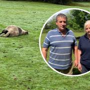 A flock of sheep have been brutally mutilated and killed in a 'horrible' attack in Cadnam . Inset: Sarah and Andrew Parry-Norton