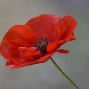 A letter writer is concerned poppies have been cut down