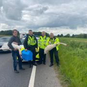 A family of swans was recued from the A31 near Wimborne Minster