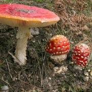 Fungi walks for October