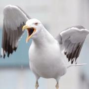 A seagull by. HARRY ATKINSON