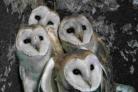 PROTECTION: Owl activities take place at Poole museum