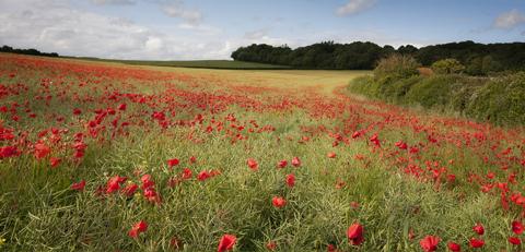 Poppy fields at Cranborne, taken in June 2011  by Andrew Bannister.