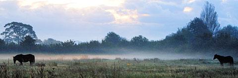 Horses in the early morning mist at the River Stour. Sent in by Karyn Cuglietta.