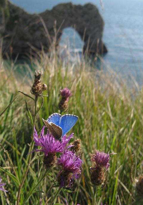 Adonis blue butterfly at Durdle Door, by Mary Dorey