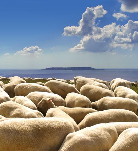 A "sheep-scape" taken above Ringstead, by Alan Hill