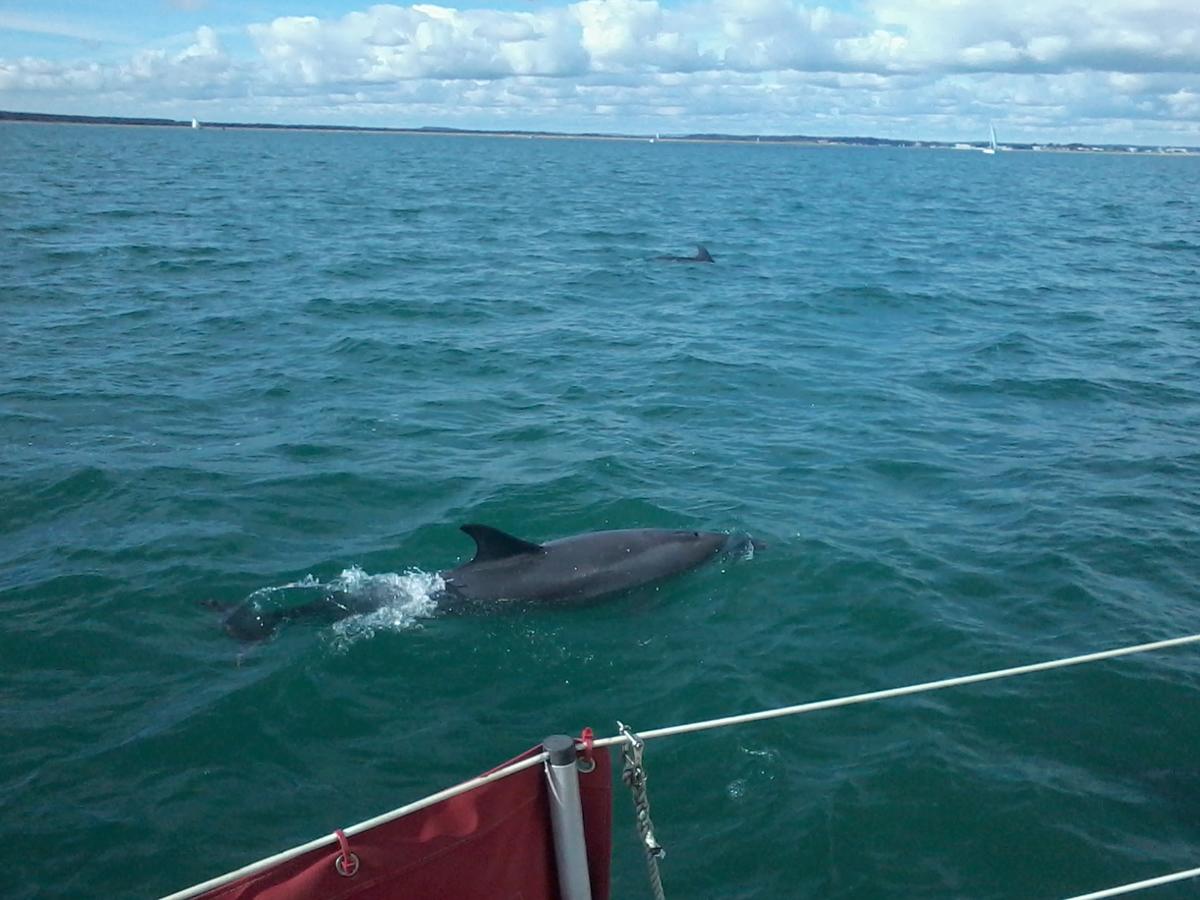 Photographer Trevor Smith captured these dolphins playing near Old Harry Rocks on Sunday October 6, 2013