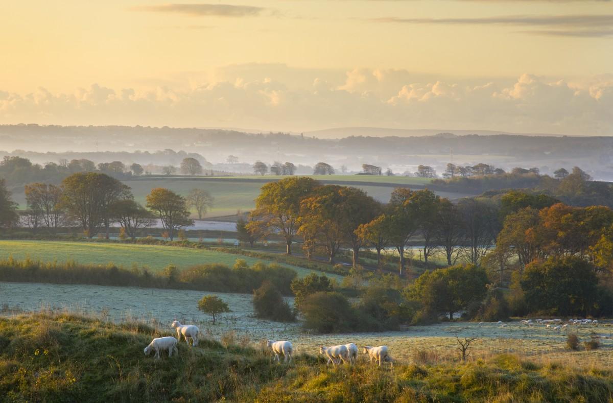 Dawn, from Badbury Rings, with sheep grazing looking towards Stour Valley  taken by  John Lewis