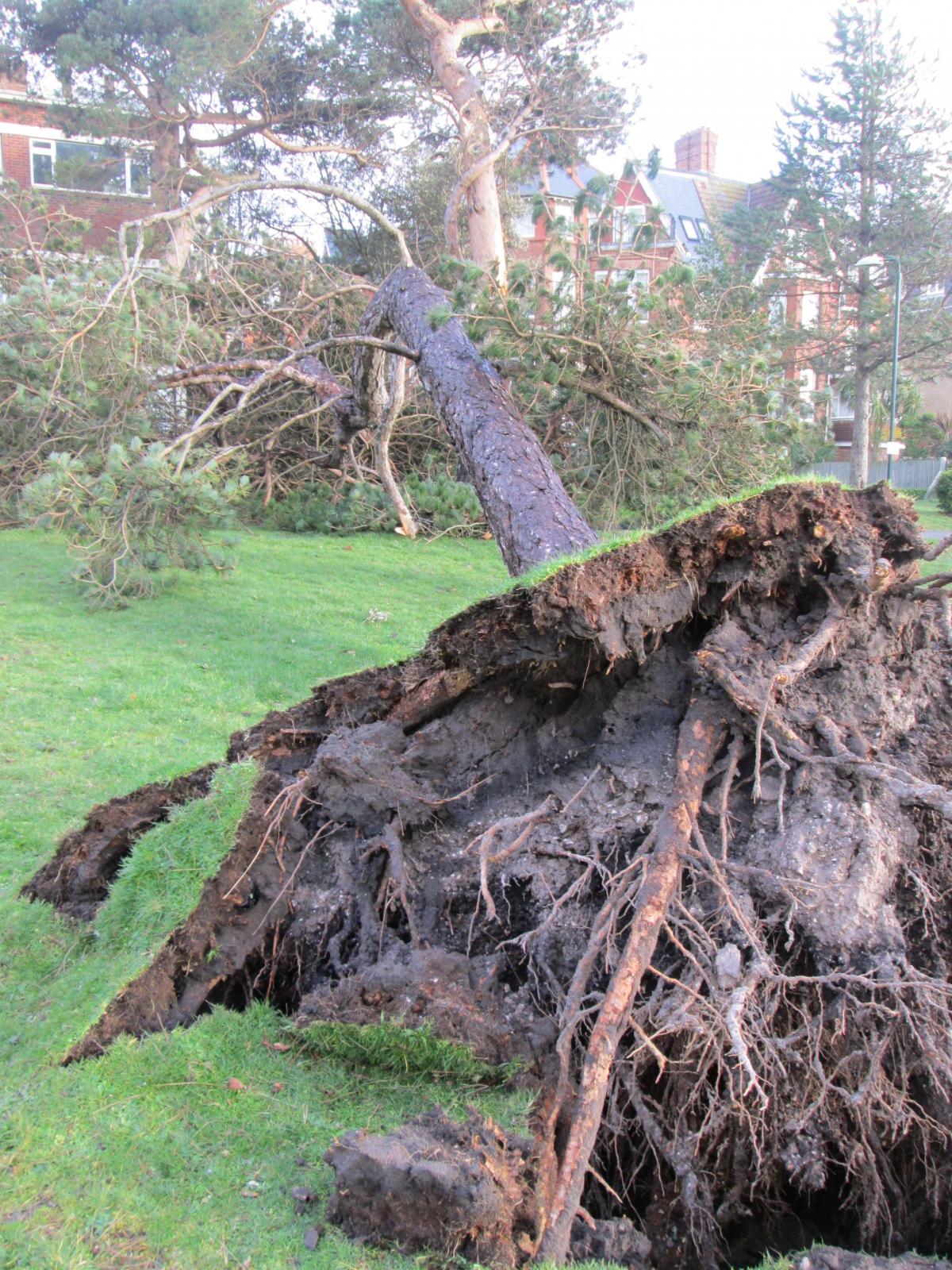 Daily Echo reader photos of the storm and damage left behind after severe weather swept through Dorset on February 14 and February 15. Picture sent by Chris Colledge of tree in West Cliff
