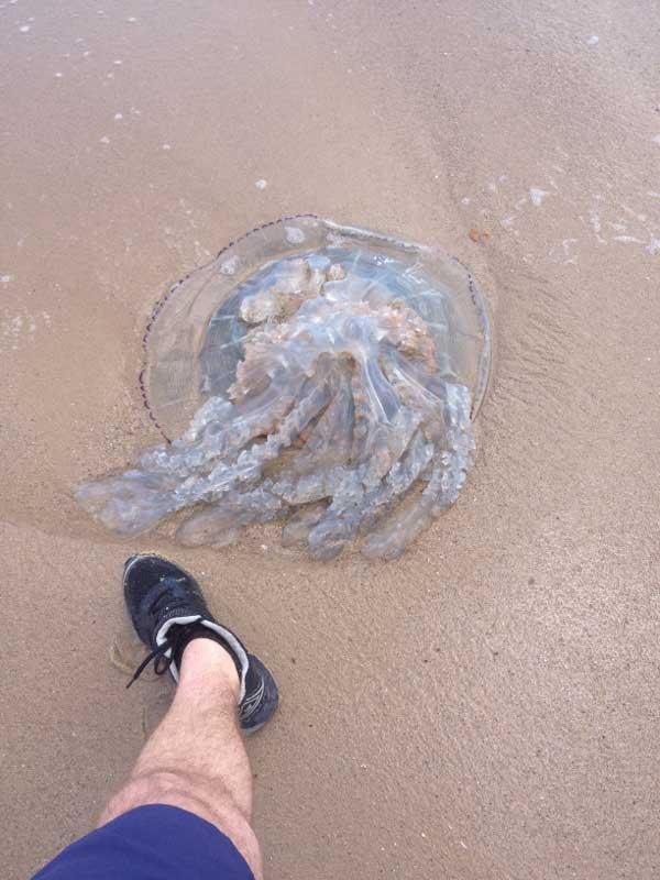 Sid James discovered this jellyfish at Sandbanks near Jazzy's