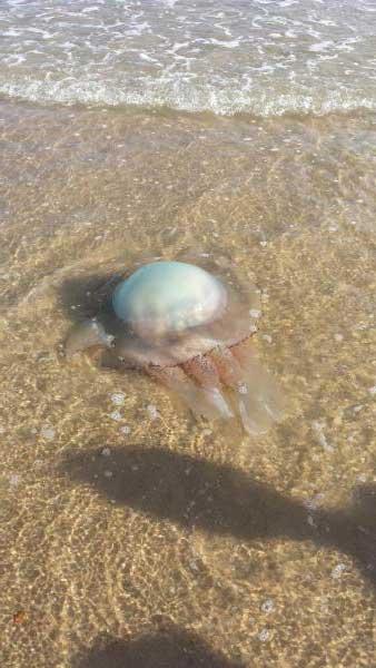 A big jellyfish found by Boscombe Pier. It was safely returned to deeper water by me. Picture from Adam Kleczek