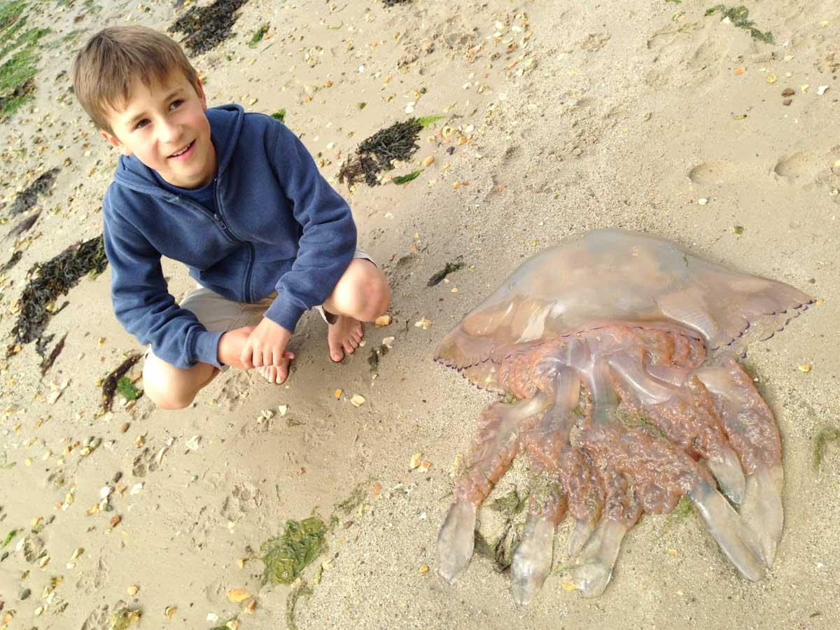 Just found this in Poole harbour. Think it's even bigger than the one found on Brownsea recently! Picture of Toby Malpas, aged 8