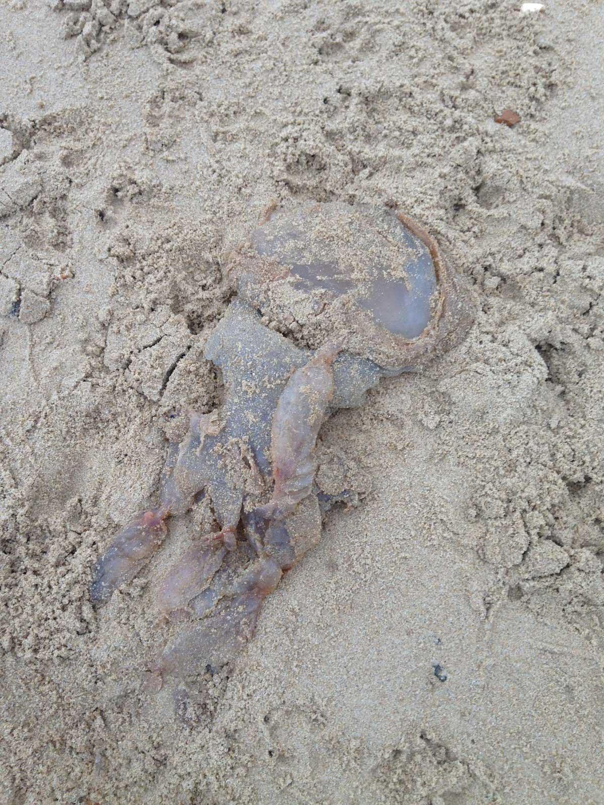 I was walking along boscombe beach last night and saw what looked like a lump of flubber. When I looked closer it looked like a jelly fish, there must of been about 8 of them all spread along the beach. Picture from Gemma Young