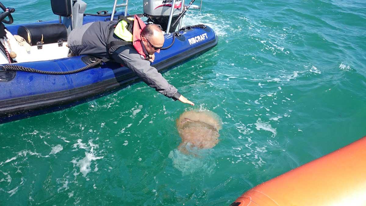Barrel jellyfish off Old Harry Rocks sent in by Peter