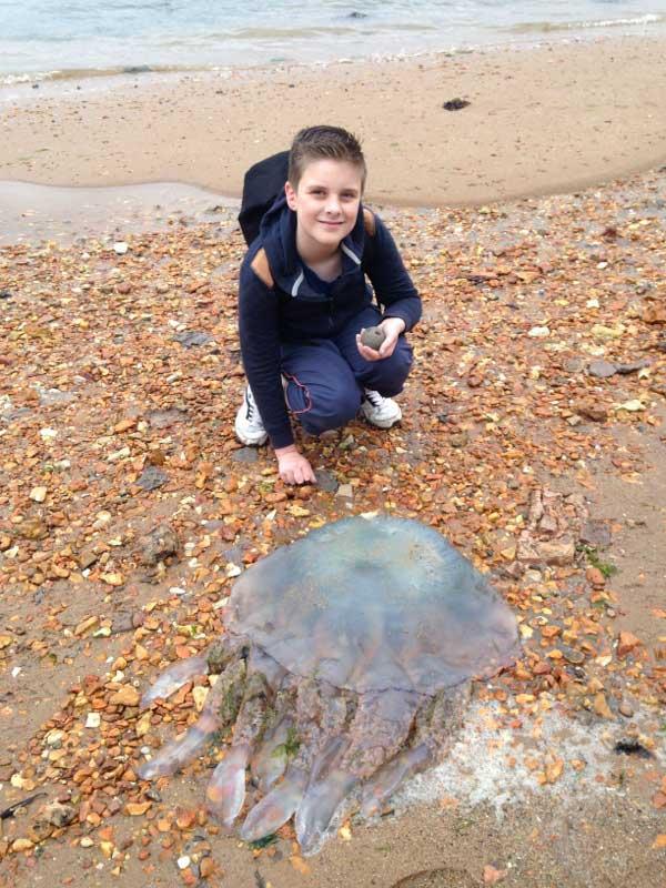11-year-old Dylan Vincent from Poole with a barrel jellyfish on Brownsea island 