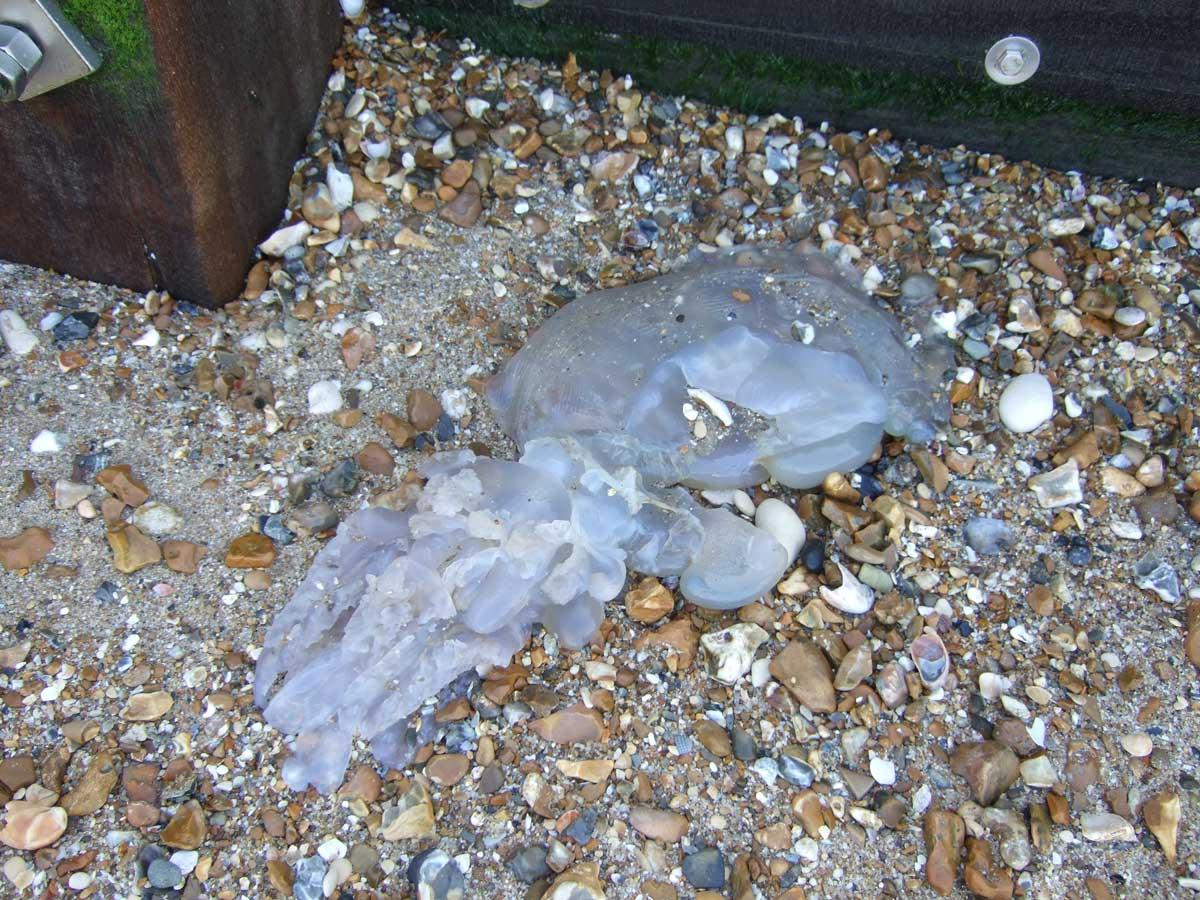 Spotted this jellyfish washed up on the beach at Portman Ravine Zig Zag, Southbourne. Picture by Sally Eyre.