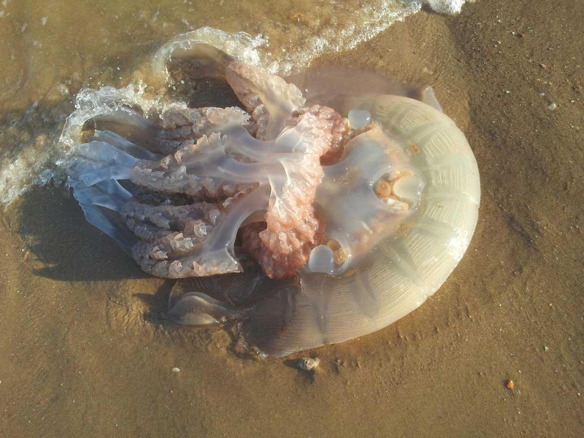 Jellyfish at Boscombe beach. Picture by Ginta.
