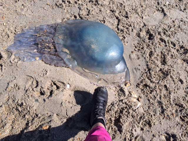 Dog walker Ruth Oliver from Wimborne discovered this giant jelly fish washed up on the beach at Hengistbury Head 