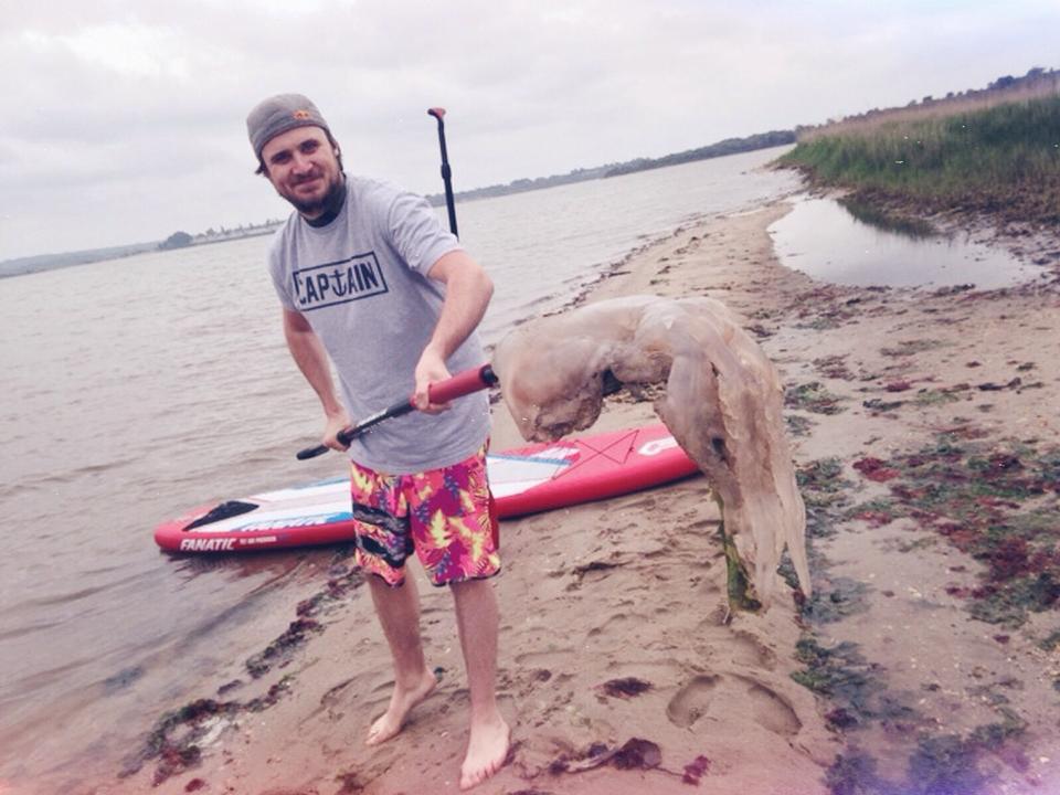 Arran Witheford found this jellyfish whilst paddle boarding around Brownsea Island