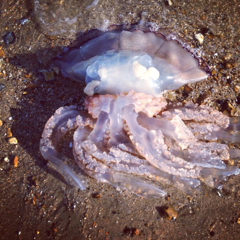 Picture Amy Louise Bradley took this picture of a jellyfish at Southbourne beach