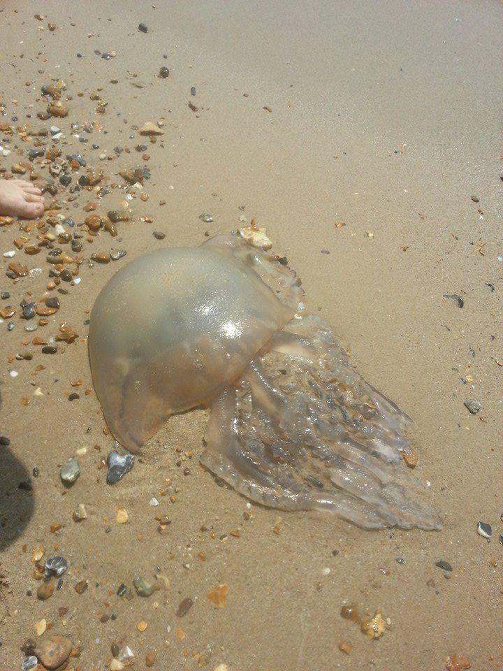 Seen on Southbourne beach by Jenny Maidment