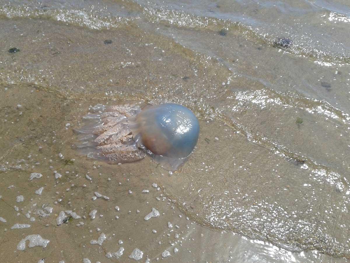 Andrew Scott found this jellyfish at Hamworthy beach