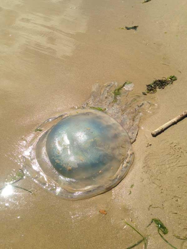 Giant jellyfish outside the Sandbanks Hotel. Picture by Raphaella Robson.