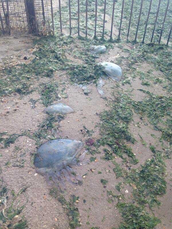 Jellyfish at Hamworthy beach. Picture by Marie Hunter. 