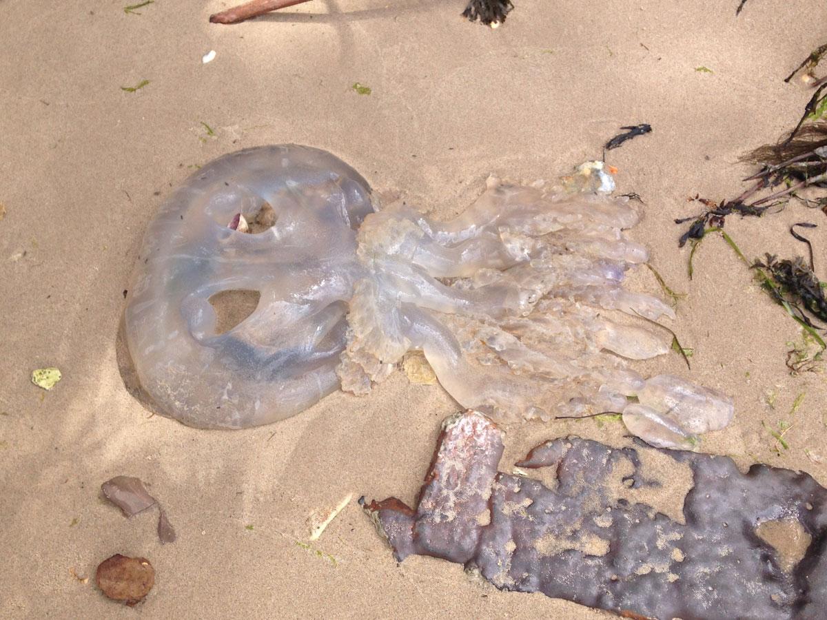 Giant jellyfish found on Brownsea Island. Picture by Melanie Barton