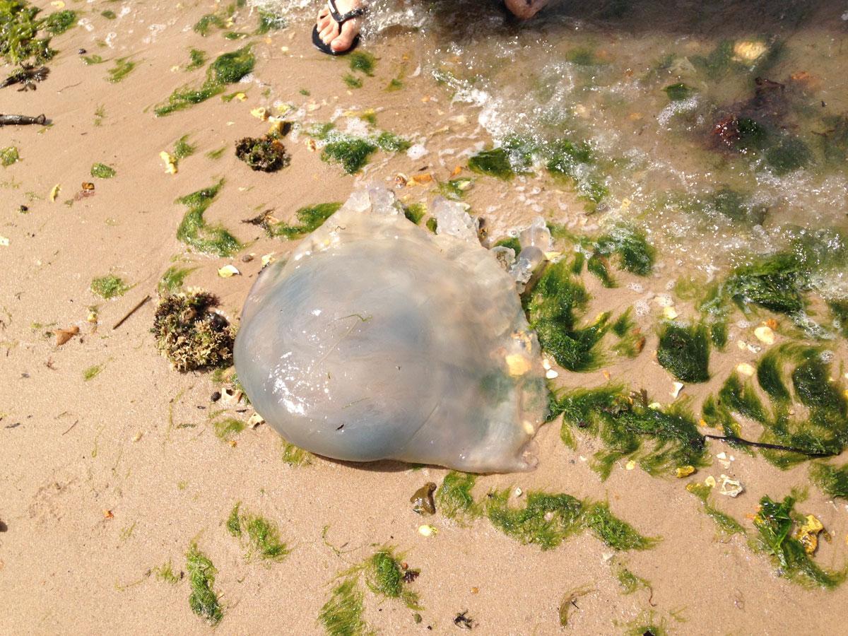 Jellyfish found washed up on Brownsea Island. Picture by Melanie Barton.