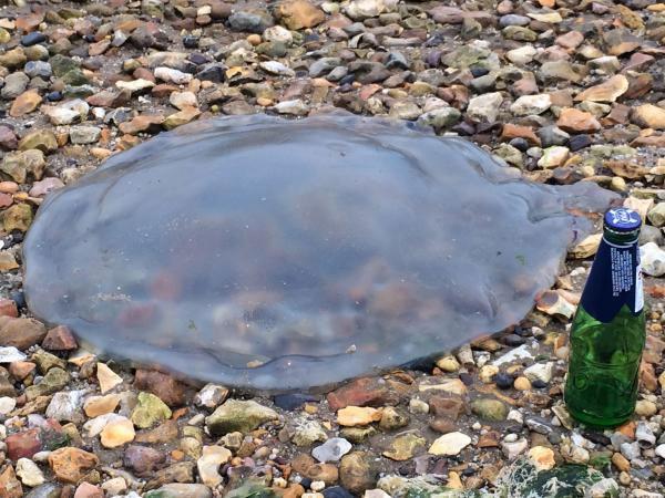 Giant jellyfish washed up on Arne beach on July 11 at least 20 inches diameter. Picture by Nigel Legg
