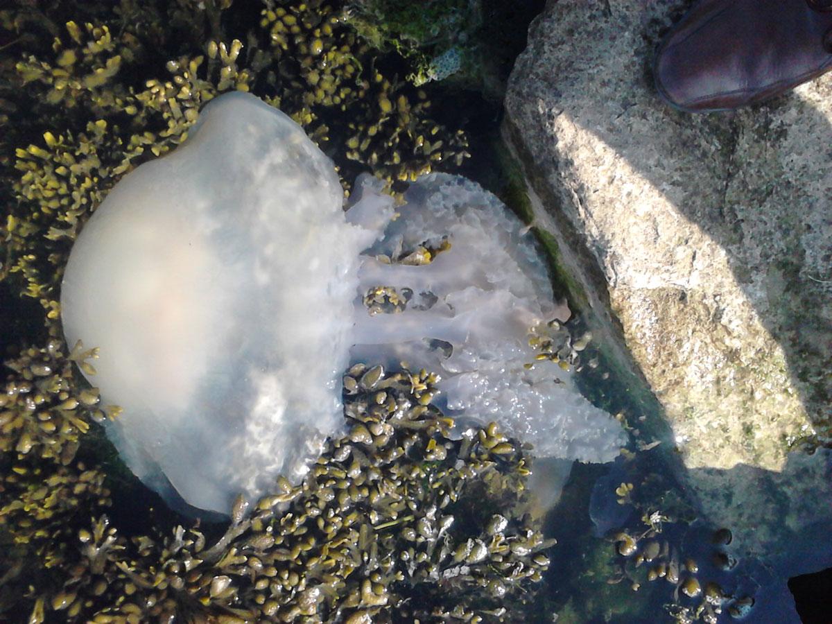Giant jellyfish at Upton Lake. Picture by Roy Eveleigh.