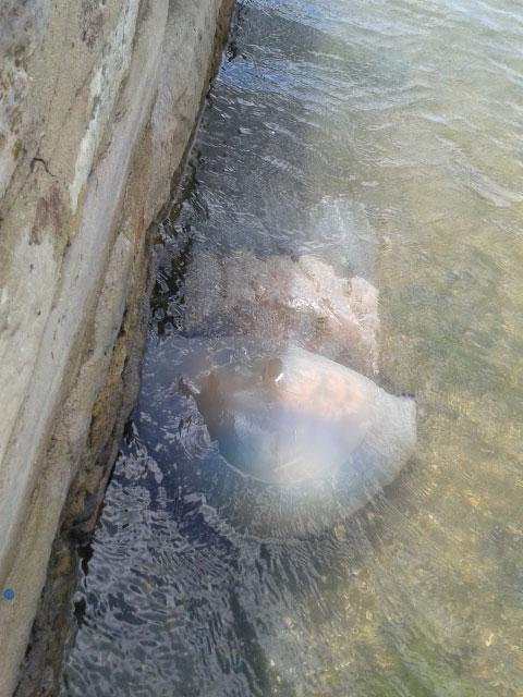 Massive jellyfish washed up on Poole Quay by Lifeboat Museum. Picture sent in by reader