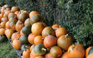 See Bournemouth pumpkin patches to visit with your family as Halloween nears