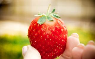 STRAWBERRY: How those without a job or on furlough can apply to pick fruit on farms. Picture: Pixabay