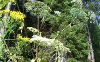 Expert warns children of Giant Hogweed dangers as summer holidays get underway. Picture: Canva
