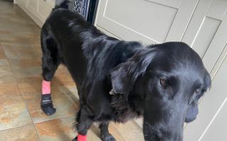 Hattie with her bandages on