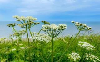 This is exactly what giant hogweed looks like including flowers, stems and seeds