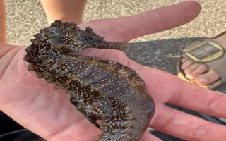 The largest seahorse to have been found in Poole Harbour