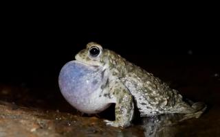 The Natterjack Toad, one of the UK’s rarest amphibians.