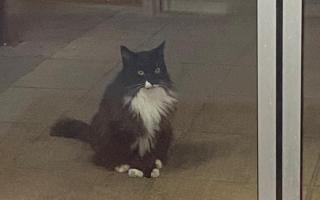 Jess is a 10-year-old long haired black and white cat that also goes by Fluffy