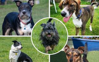 5 very different dogs at Waggy Tails Rescue – could you give one a home? (Waggy Tails Rescue)