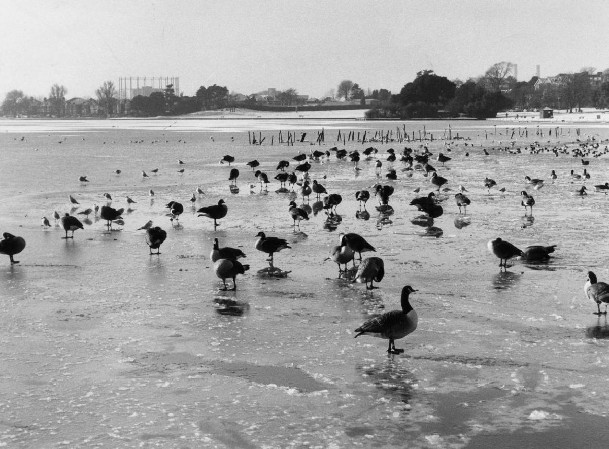 Poole park lake frozen over 17th January 1985 