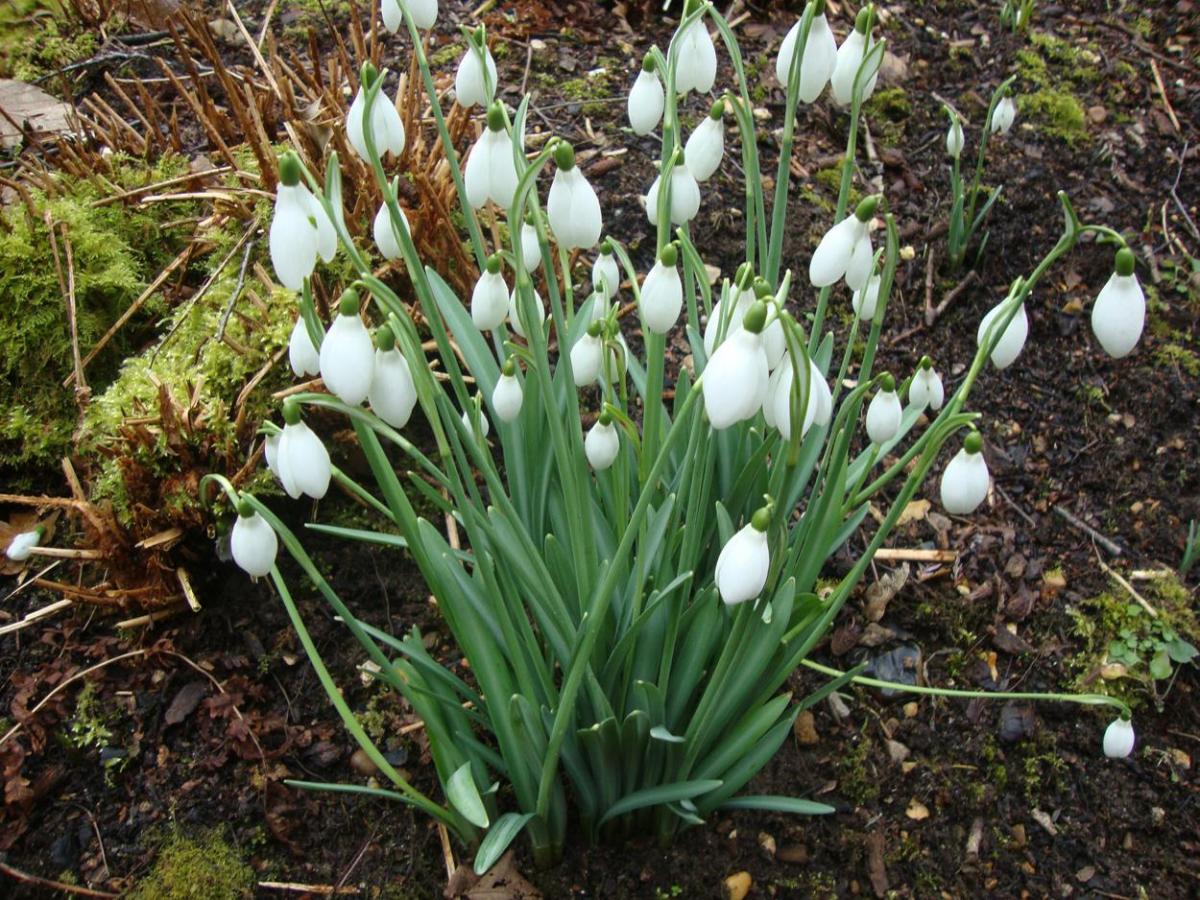 A clump of snowdrops taken at Kingston Lacy  by Alan Stratford